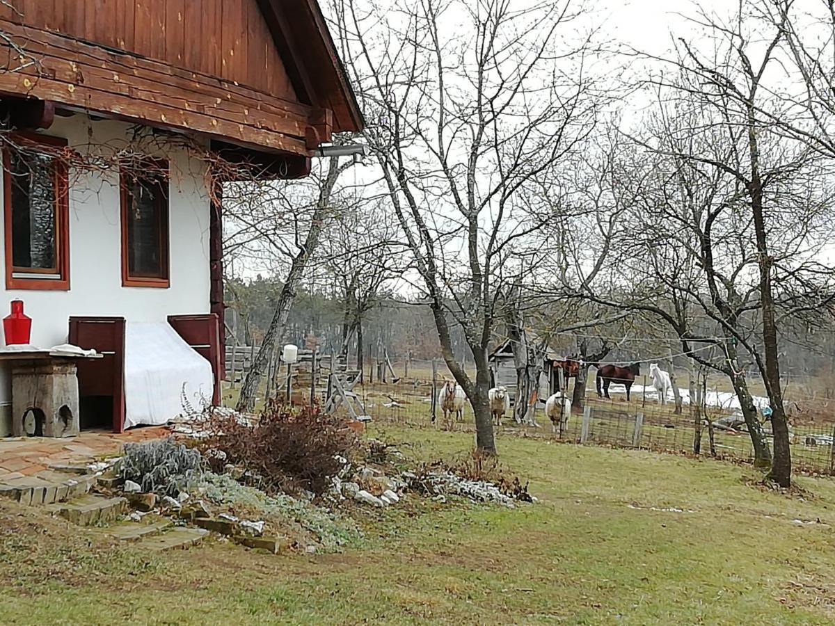 Fecskefeszek Vendeghaz Oriszentpeter Hotel Exterior foto